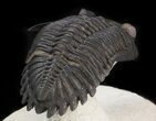 Flying Hollardops Trilobite - Great Eyes #39797-4